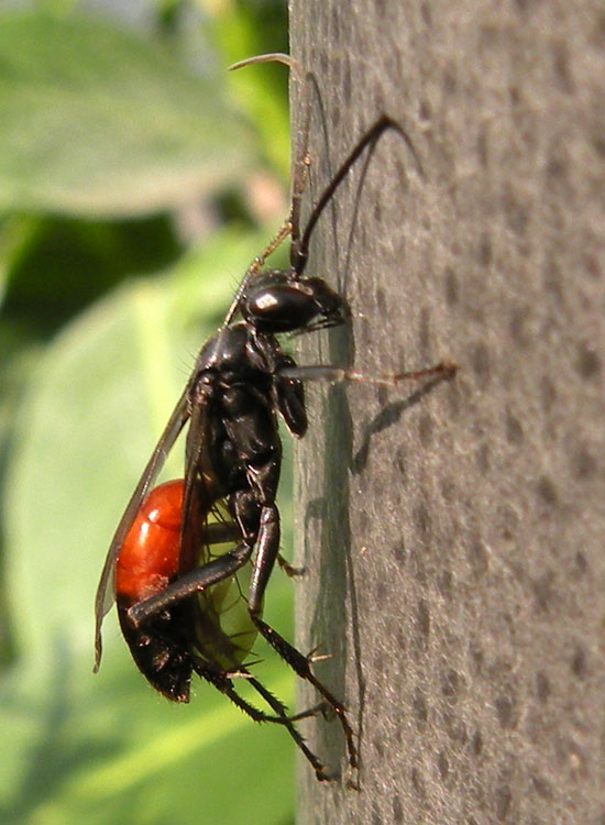 Sphecidae? No. Pompilidae con addome rosso e nero